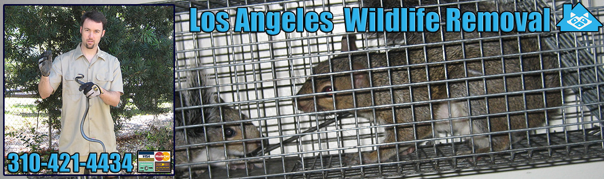 Los Angeles Wildlife and Animal Removal